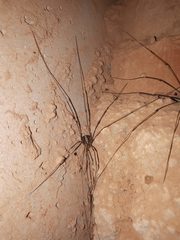 Cosmobunus granarius