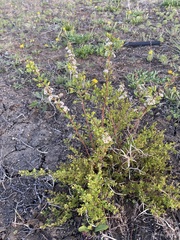 Spiraea aquilegifolia