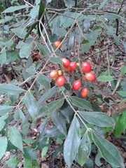 Picramnia antidesma