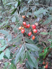 Picramnia antidesma