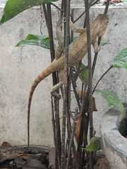 Calotes versicolor
