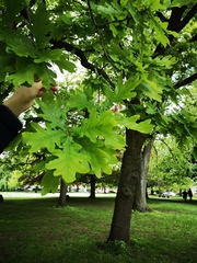 Quercus robur