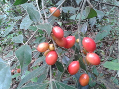 Picramnia antidesma