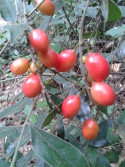 Picramnia antidesma
