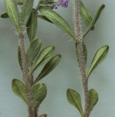 Thymus littoralis
