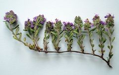 Thymus littoralis