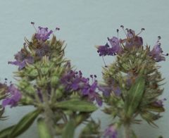 Thymus littoralis