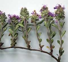 Thymus littoralis