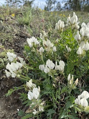 Oxytropis caespitosa