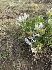 Oxytropis caespitosa