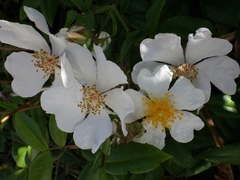Rosa sempervirens