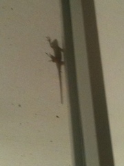 Anolis cristatellus cristatellus