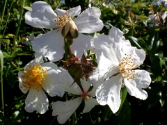 Rosa sempervirens