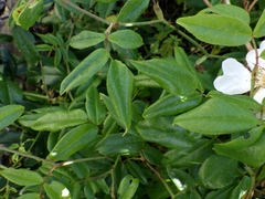Rosa sempervirens