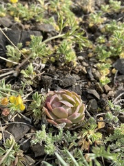 Orostachys malacophylla