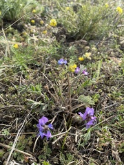 Gueldenstaedtia verna