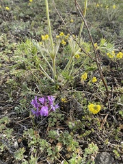 Astragalus suffruticosus