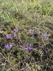 Astragalus suffruticosus
