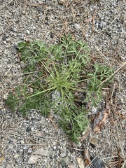 Artemisia sieversiana