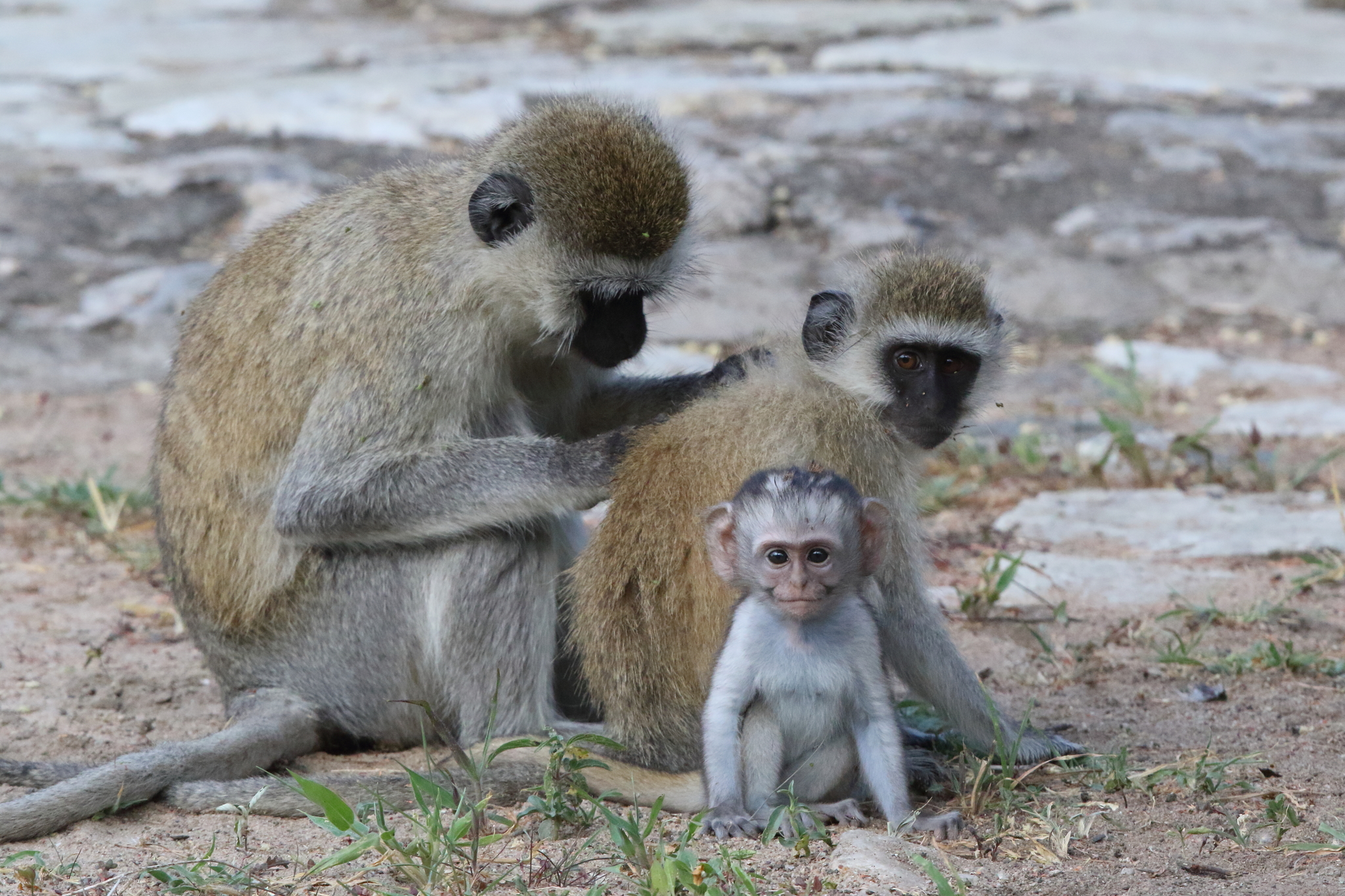 Foto de Macaco Vervetchlorocebus Pygerythrus e mais fotos de stock