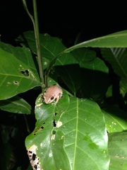 Eleutherodactylus antillensis