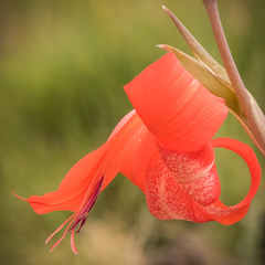 Gladiolus saundersii