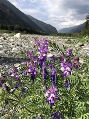 Vicia sosnowskyi