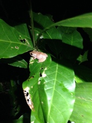 Eleutherodactylus antillensis