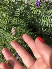 Vicia sosnowskyi