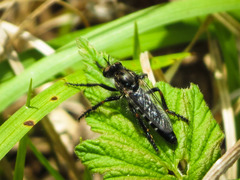 Cyrtopogon
