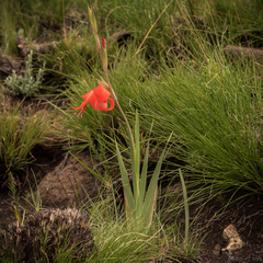 Gladiolus saundersii