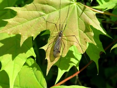 Nephrotoma pratensis