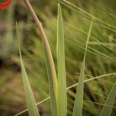 Gladiolus saundersii