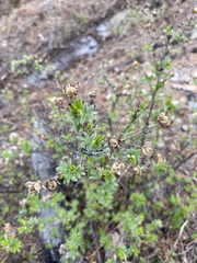 Dasiphora parvifolia