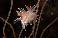 Coryphella