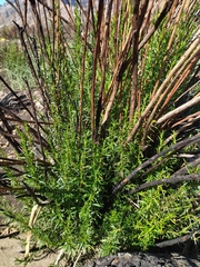 Cliffortia strobilifera