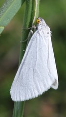 Lithostege duponcheli