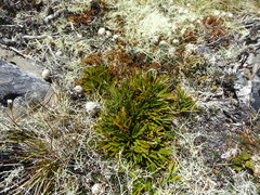 Aciphylla monroi