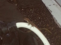 Anolis cristatellus cristatellus