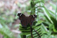 Junonia natalica
