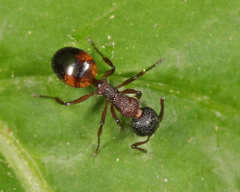 Dolichoderus plagiatus