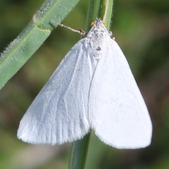 Lithostege duponcheli