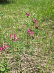 Astragalus cornutus