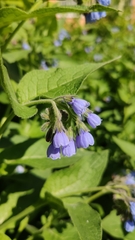 Symphytum