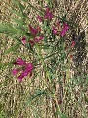 Astragalus cornutus