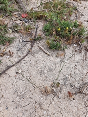 Dianthus illyricus subsp. angustifolius image