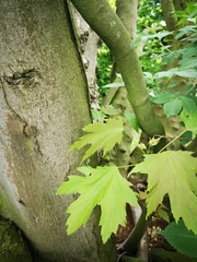 Acer platanoides