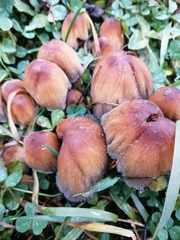 Coprinellus saccharinus