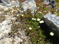 Leptinella pyrethrifolia
