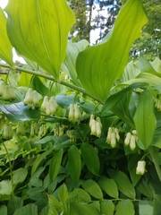 Polygonatum × hybridum